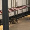 Nevins Street Subway Raccoon Unimpressed With NYPD's Food Offering, Snubs Cage